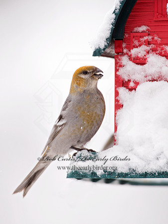 Pinicola enucleator  PINE GROSBEAK 9008460