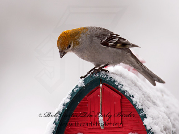 Pinicola enucleator  PINE GROSBEAK 9008465