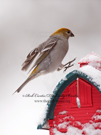 Pinicola enucleator  PINE GROSBEAK 9008468
