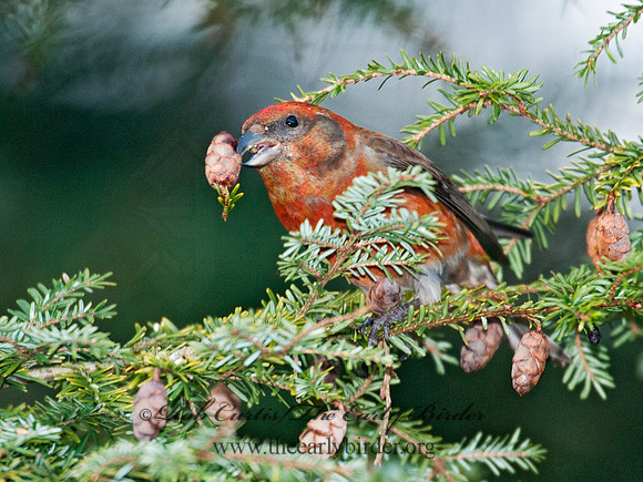 Loxia curvirostra  RED CROSSBILL 3011832