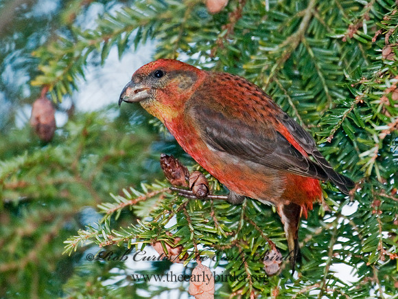 Loxia curvirostra  RED CROSSBILL 3011819