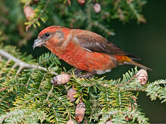 Loxia curvirostra  RED CROSSBILL 3011816