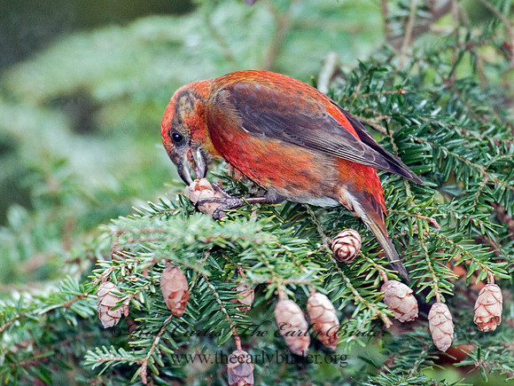 Loxia curvirostra  RED CROSSBILL 3011868