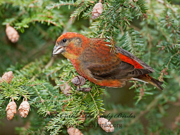 Loxia curvirostra  RED CROSSBILL 3011872