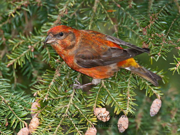 Loxia curvirostra  RED CROSSBILL 3011878