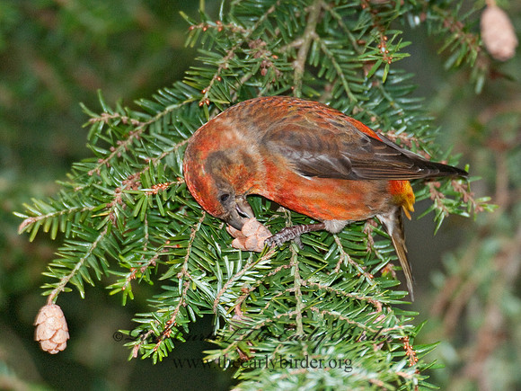Loxia curvirostra  RED CROSSBILL 3011886