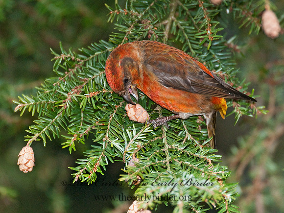 Loxia curvirostra  RED CROSSBILL 3011885