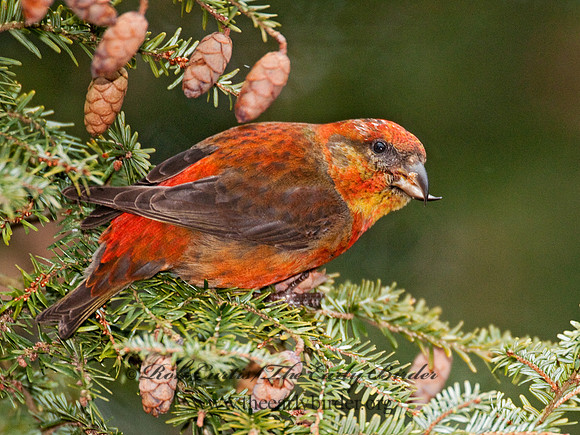 Loxia curvirostra  RED CROSSBILL 3011890