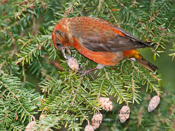 Loxia curvirostra  RED CROSSBILL 3011879