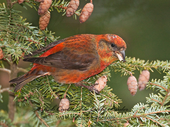 Loxia curvirostra  RED CROSSBILL 3011895