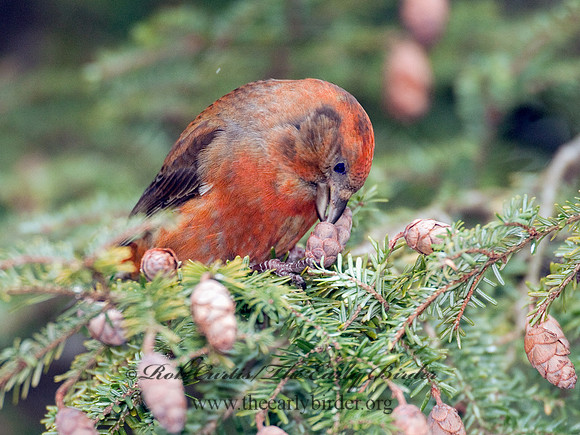 Loxia curvirostra  RED CROSSBILL 3011920