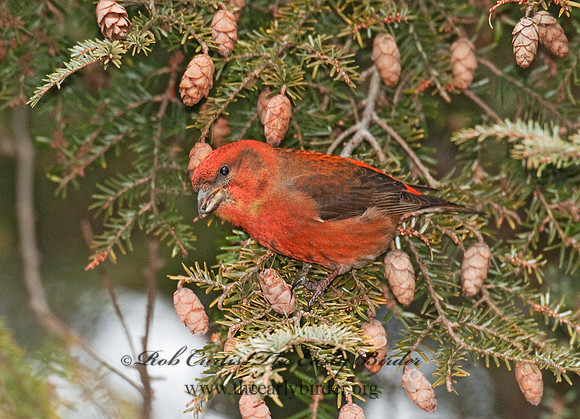 Loxia curvirostra  RED CROSSBILL 3011948