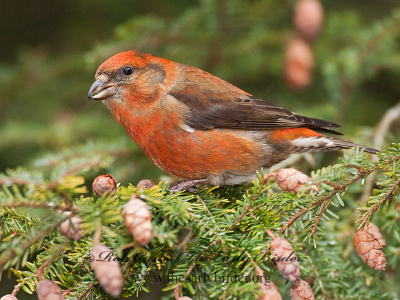 Loxia curvirostra  RED CROSSBILL 3011921