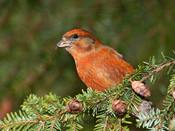 Loxia curvirostra  RED CROSSBILL 3011925