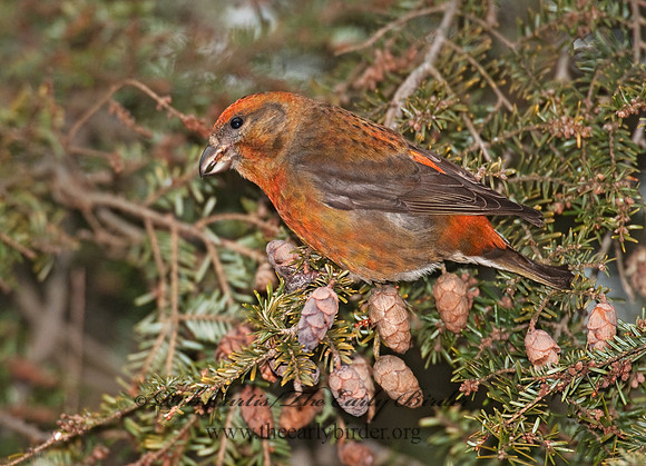 Loxia curvirostra  RED CROSSBILL 3011954