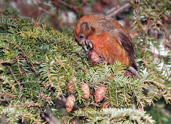 Loxia curvirostra  RED CROSSBILL 3011959