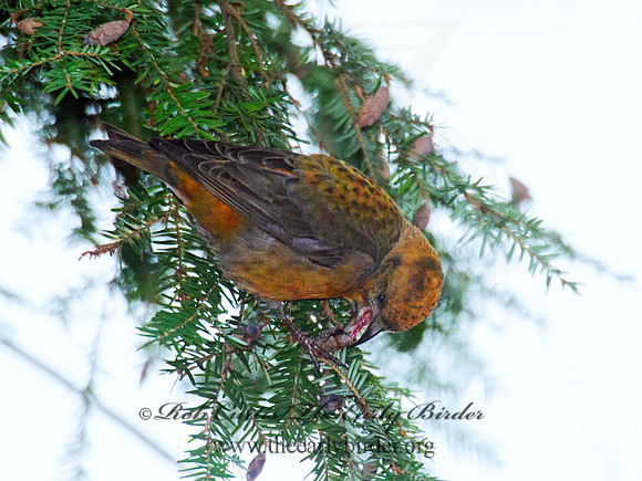 Loxia curvirostra  RED CROSSBILL 6035475