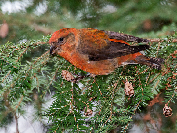 Loxia curvirostra  RED CROSSBILL 6035491