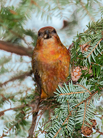 Loxia curvirostra  RED CROSSBILL 6035502