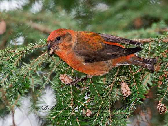 Loxia curvirostra  RED CROSSBILL 6035492
