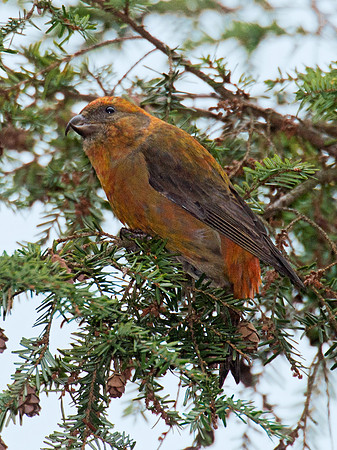 Loxia curvirostra  RED CROSSBILL 6035505