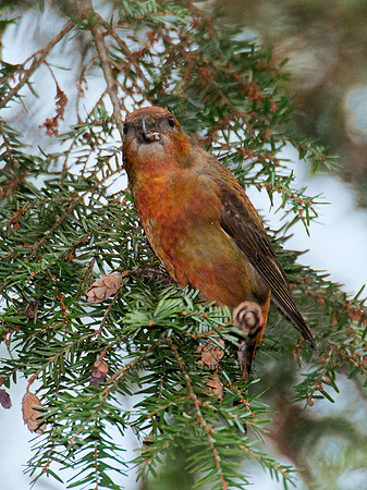 Loxia curvirostra  RED CROSSBILL 6035506