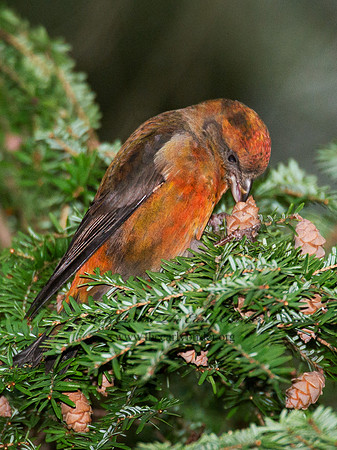 Loxia curvirostra  RED CROSSBILL 6035523