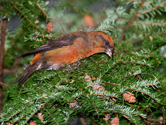 Loxia curvirostra  RED CROSSBILL 6035527