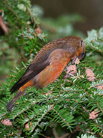 Loxia curvirostra  RED CROSSBILL 6035525