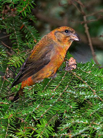 Loxia curvirostra  RED CROSSBILL 6035536