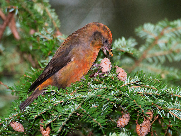 Loxia curvirostra  RED CROSSBILL 6035524