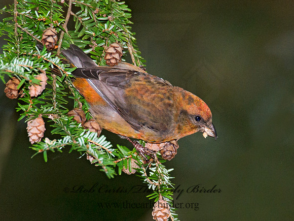 Loxia curvirostra  RED CROSSBILL 6035538