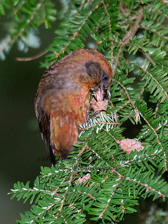 Loxia curvirostra  RED CROSSBILL 6035542