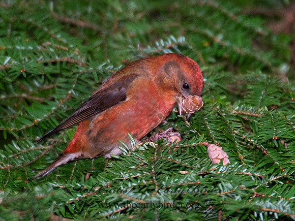 Loxia curvirostra  RED CROSSBILL 6035572