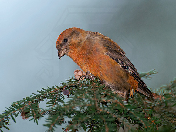 Loxia curvirostra  RED CROSSBILL 6035580