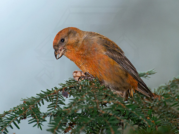 Loxia curvirostra  RED CROSSBILL 6035579