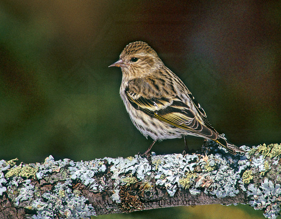 Spinus pinus  PINE SISKIN  162004