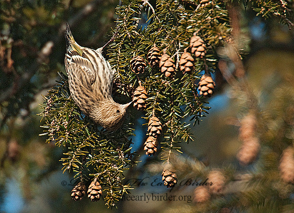 Spinus pinus  PINE SISKIN  3011962