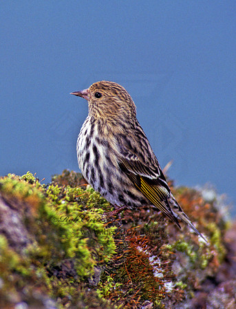 Spinus pinus  PINE SISKIN  223803