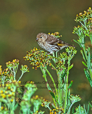 Spinus pinus  PINE SISKIN  111511