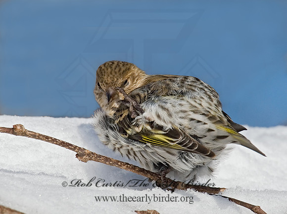 Spinus pinus  PINE SISKIN  6029972