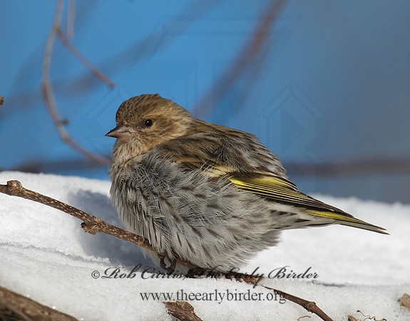 Spinus pinus  PINE SISKIN  6029958