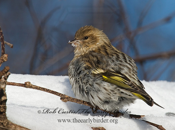 Spinus pinus  PINE SISKIN  6029974