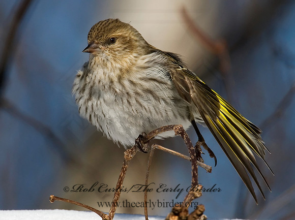 Spinus pinus  PINE SISKIN  6029976