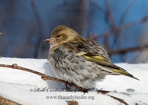 Spinus pinus  PINE SISKIN  6029975