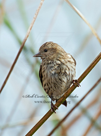 Spinus pinus  PINE SISKIN  6035600