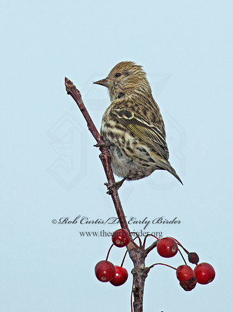 Spinus pinus  PINE SISKIN  6035972