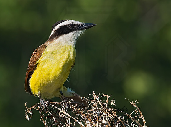 Pitangus sulphuratus  GREAT KISKADEE 7005753z