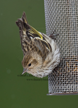 Spinus pinus  PINE SISKIN  6029921