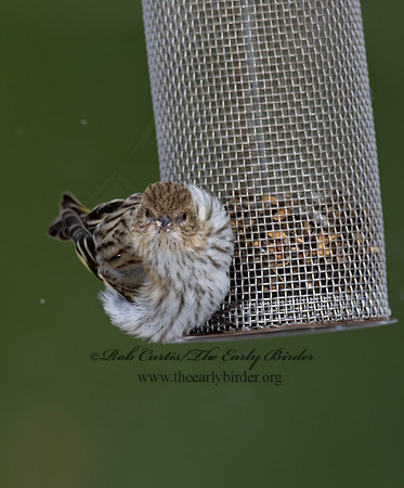 Spinus pinus  PINE SISKIN  6029846